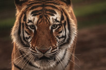 “Sigulda ZOO” apmeklējums ar viesošanos lemuru mājā