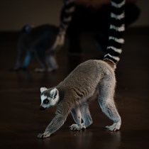 Zooloģiskā dārza „ZOOPARK.LT” apmeklējums Viļņā 