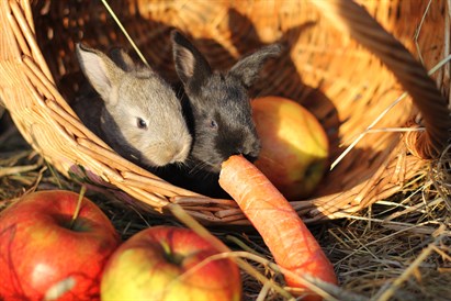 Individuāla pāru izjāde Pierīgā