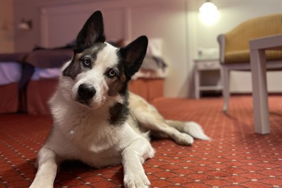 Elegantas SPA brīvdienas un vakariņas diviem “Europa Royale Druskininkai”