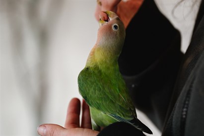 “Sigulda ZOO” un jaunās papagaiļu mājas ģimenes apmeklējums 