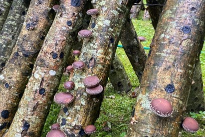 Romantiska atpūta diviem “Garīkās” – šitake sēņu mekā