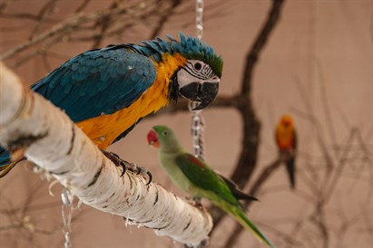 Jautra ciemošanās papagaiļu mājā un “Sigulda ZOO” diviem