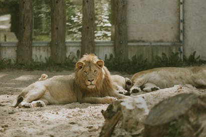 Izzinoša grupu ekskursija “Rīga ZOO slavenībām pa pēdām”