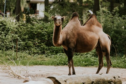 Privāta dzimšanas dienas ekskursija Rīga ZOO