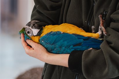 Jautra ciemošanās papagaiļu mājā un “Sigulda ZOO” diviem