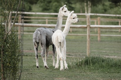 Ģimenes piedzīvojums “Sigulda ZOO” un tikšanās ar lemuriem