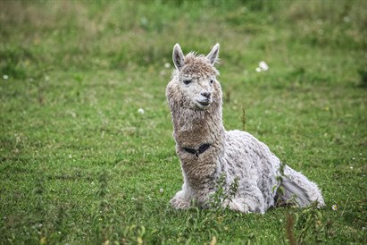 Individuāla izjāde ar zirgu