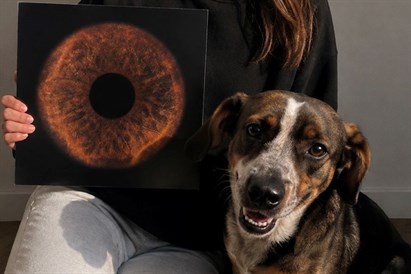 Mājdzīvnieka acs digitālā fotogrāfija