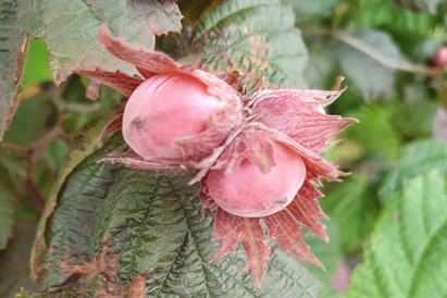 Laivu brauciens pa Misu 10 personām – no Dalbes līdz Ozolniekiem