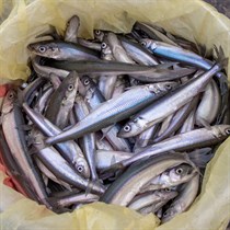 Salaku zveja Kuršu jomā