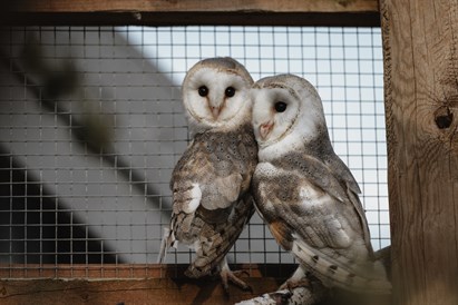 “Sigulda ZOO” pilnais apmeklējums ar lemuru un papagaiļu apciemojumu