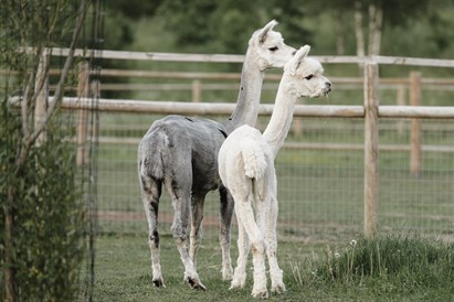 “Sigulda ZOO” pilnais apmeklējums ar lemuru un papagaiļu apciemojumu