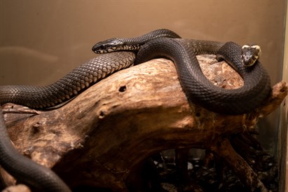 “Zvērīgi seksīgi” – vecmeitu vai vecpuišu viesošanās Rīga ZOO