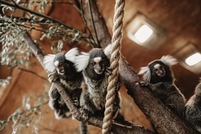 “Sigulda ZOO” un jaunās papagaiļu mājas ģimenes apmeklējums 