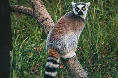 Ģimenes piedzīvojums “Sigulda ZOO” un tikšanās ar lemuriem