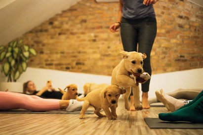 Sirsnīgā kucēnu joga diviem “Felline” studijā