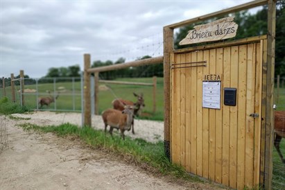 Atpūta briežu dārzā un minigolfs 2 personām 