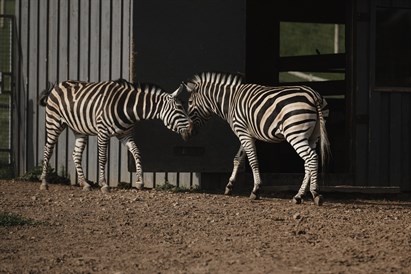 Ģimenes piedzīvojums “Sigulda ZOO” un tikšanās ar lemuriem