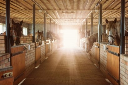 Sēlijas pusdienas zirgu sētā “Klajumi”