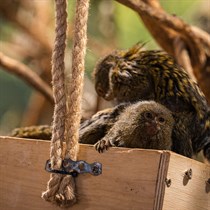 Zooloģiskā dārza „ZOOPARK.LT” dāvanu karte 