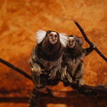 “Sigulda ZOO” pilnais apmeklējums ar lemuru un papagaiļu apciemojumu