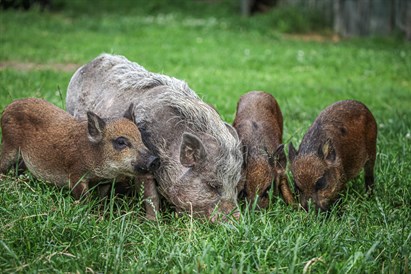 Individuāla pāru izjāde ar zirgiem Ķekavā