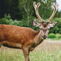 Atpūta briežu dārzā un minigolfs 2 personām 