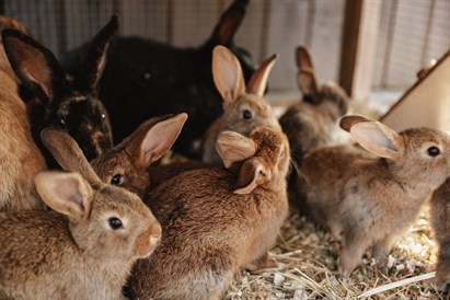 Jautra ciemošanās papagaiļu mājā un “Sigulda ZOO” diviem