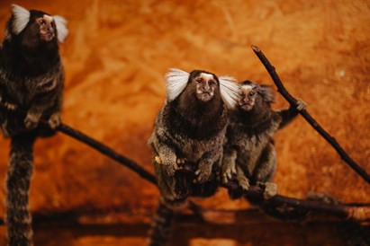 “Sigulda ZOO” pilnais apmeklējums ar lemuru un papagaiļu apciemojumu