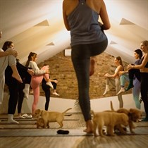 Sirsnīgā kucēnu joga diviem “Felline” studijā