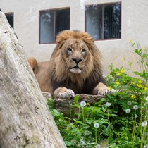 “Zvērīgi seksīgi” – vecmeitu vai vecpuišu viesošanās Rīga ZOO