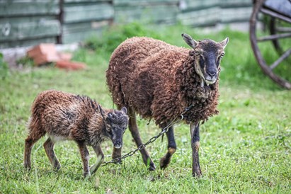 Individuāla pāru izjāde ar zirgiem Ķekavā