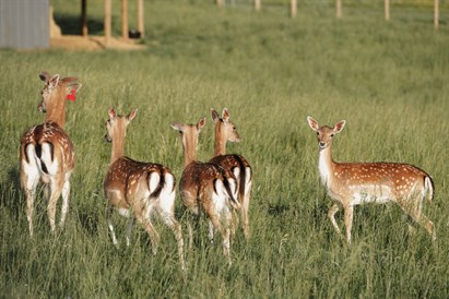 Ģimenes piedzīvojums “Sigulda ZOO” un tikšanās ar lemuriem