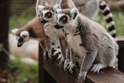 “Sigulda ZOO” pilnais apmeklējums ar lemuru un papagaiļu apciemojumu