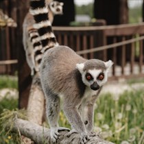 “Sigulda ZOO” apmeklējums un lemuru māja 2 personām