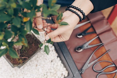 Bonsai meistarklase “Miers plaukstā”