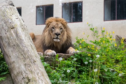 “Zvērīgi seksīgi” – vecmeitu vai vecpuišu viesošanās Rīga ZOO