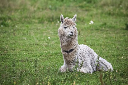 Individuāla pāru izjāde ar zirgiem Ķekavā