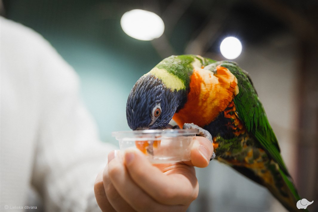Zooloģiskā dārza „ZOOPARK.LT” abonements 