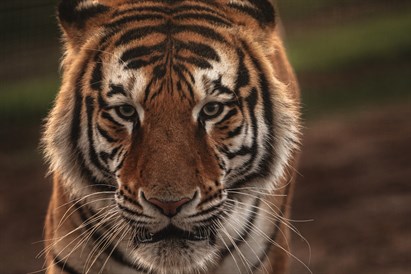 „SIGULDA ZOO” dāvanu karte
