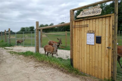 Pāru atpūta un briežu barošana “Dobelniekos”  