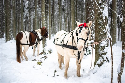 Dienvidigaunijas neskartā daba kopā ar zirgiem 