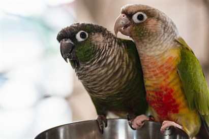 Jautra ciemošanās papagaiļu mājā un “Sigulda ZOO” diviem