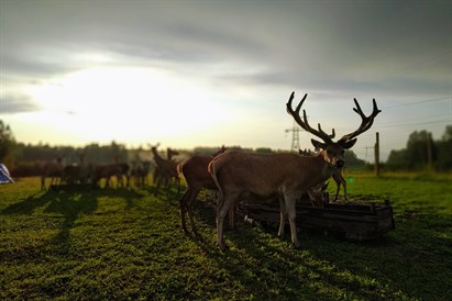 Pāru atpūta un briežu barošana “Dobelniekos”  