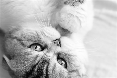 Mājdzīvnieku fotosesija ar mīluļa portretu uz kanvas