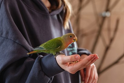 “Sigulda ZOO” un jaunās papagaiļu mājas ģimenes apmeklējums 