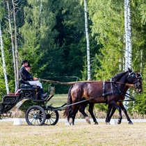 Izbrauciens divjūga vagonetē dabas parkā „Daugavas loki”