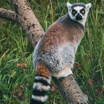 Ģimenes piedzīvojums “Sigulda ZOO” un tikšanās ar lemuriem