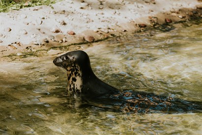 Izzinoša grupu ekskursija “Rīga ZOO slavenībām pa pēdām”